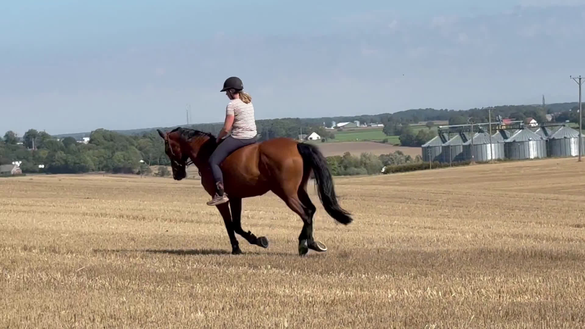 Hoppning hästar till salu: Perfekt läromästare i Tomelilla - Video 1