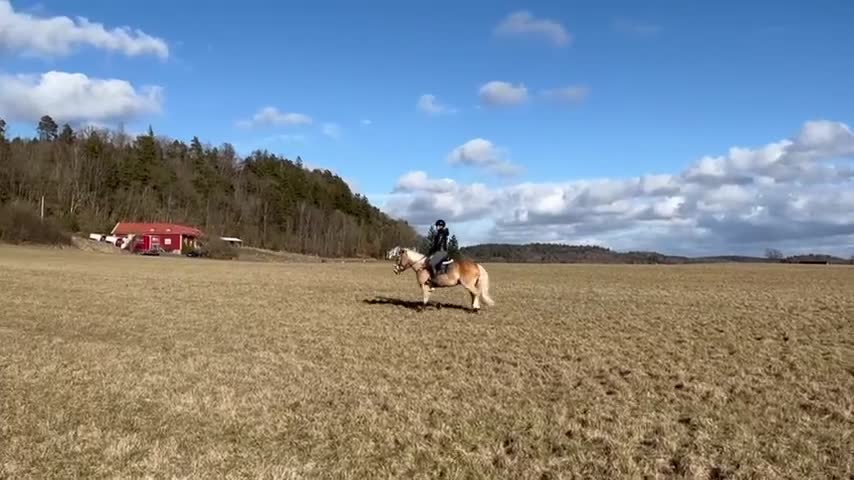 Allround hästar till salu: Haflinger kille med mycket personlighet 💛 i Olofstorp - Video 2