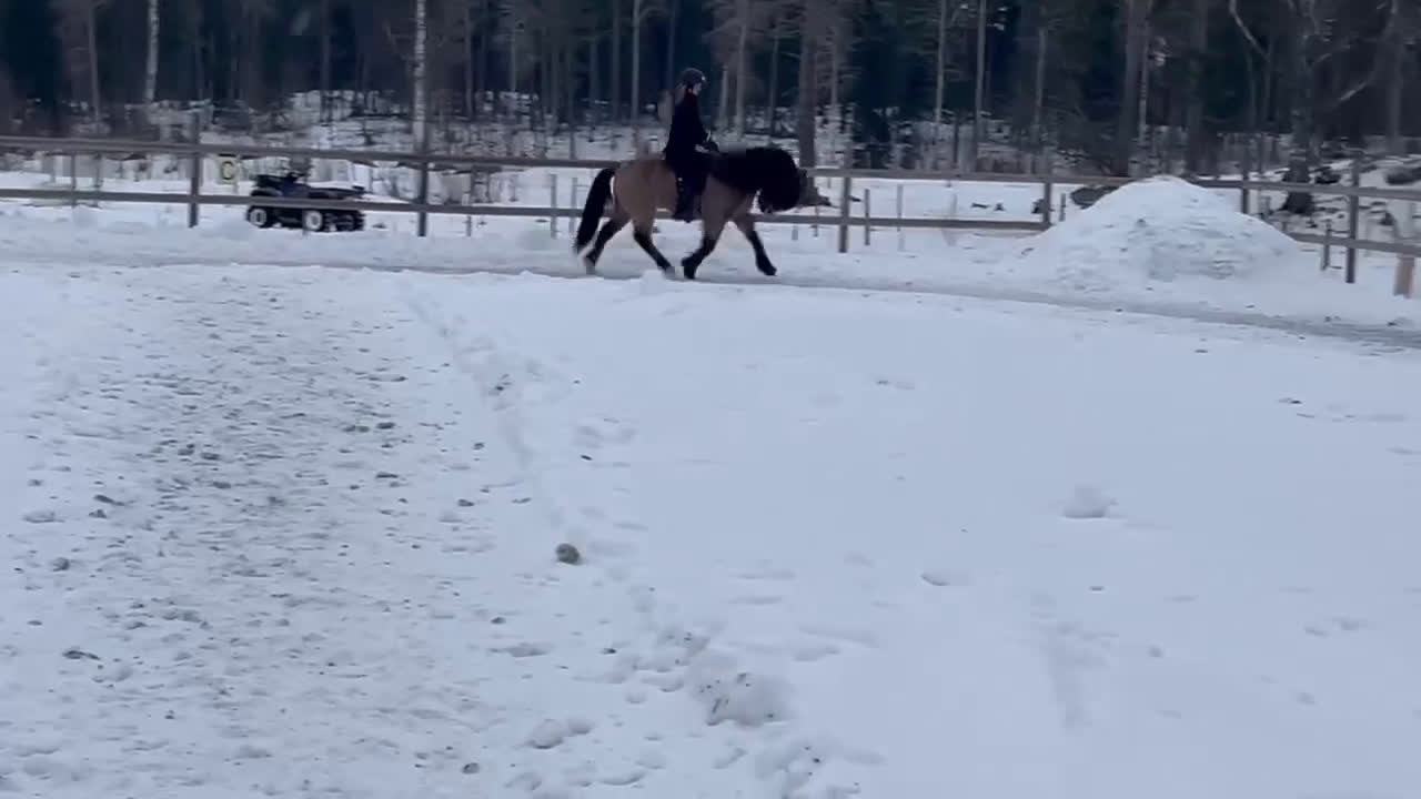 Island hästar till salu: Vacker fyrgångs valack med häftig färg X faktor i Gimo - Video 2