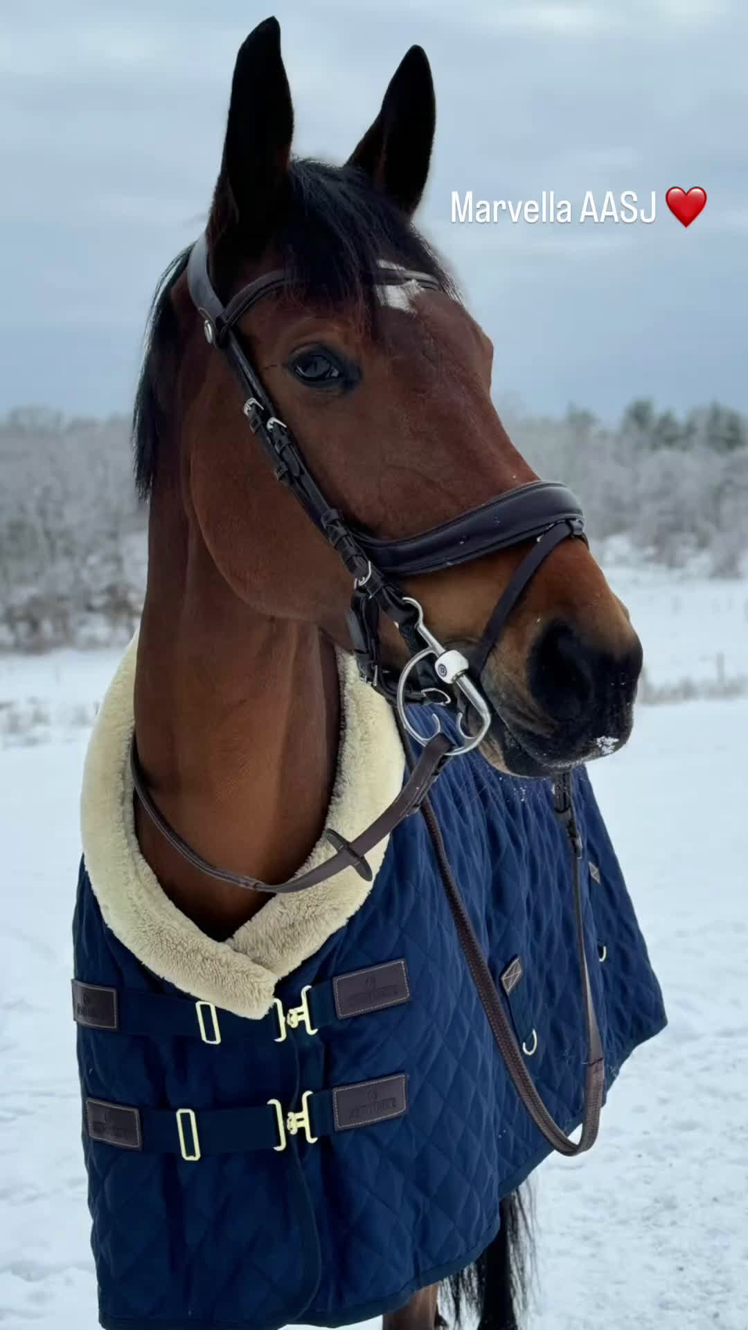 Hoppning hästar till salu: *Reserverad* Finstammat sto - Video 1