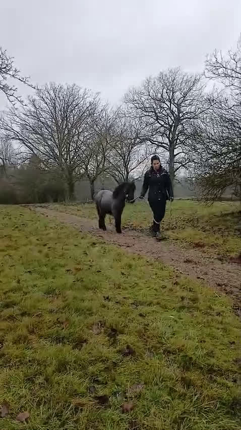 Allround hästar till salu: Shetlamdsponny Lovande hingstföl  - Video 1
