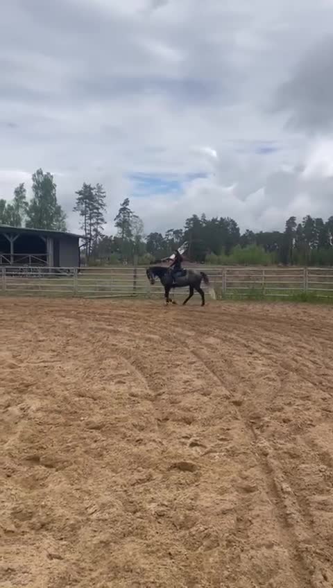 Dressyr hästar till salu: Lusitano for sale  - Video 1
