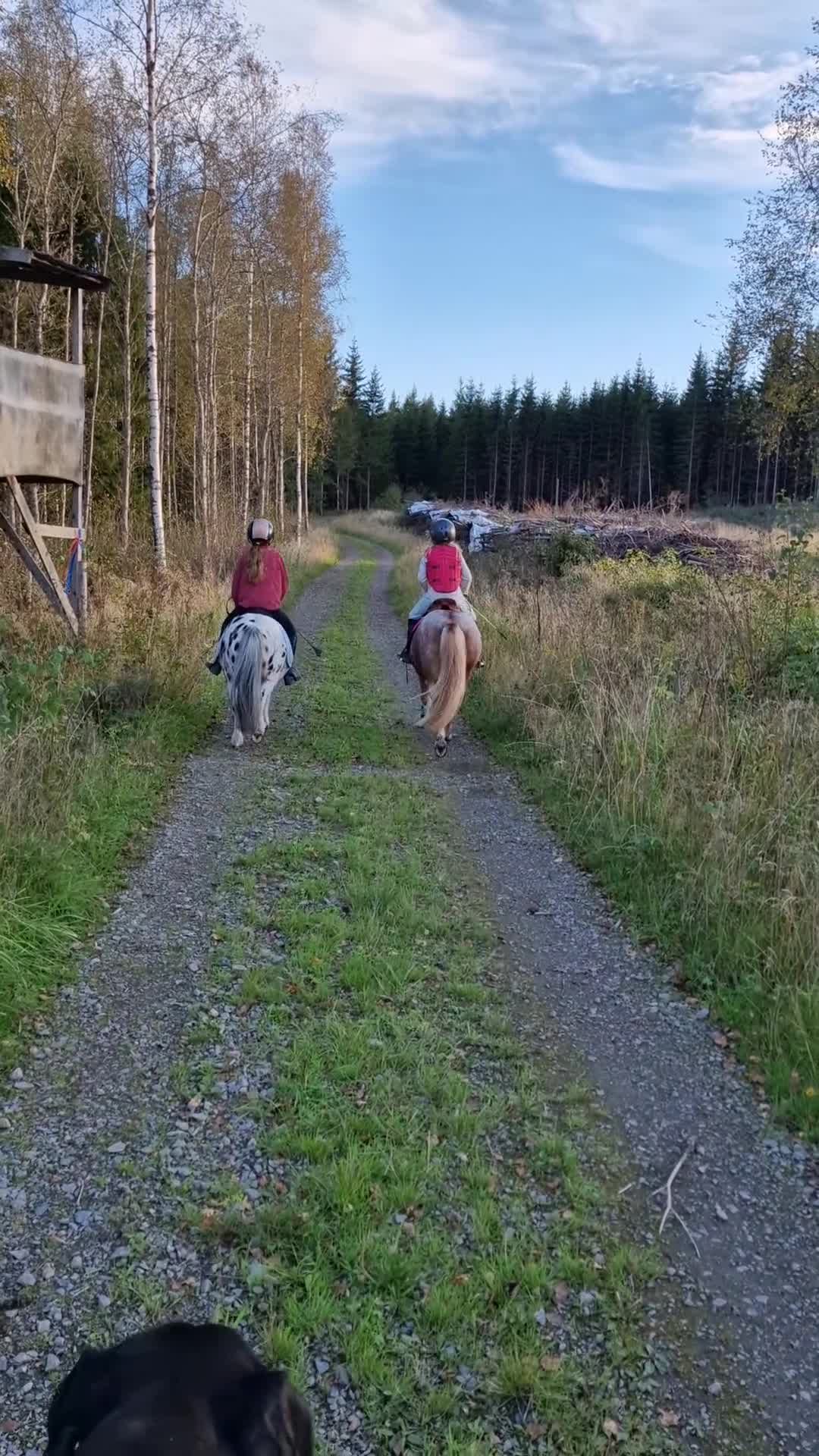 Allround hästar till salu: *Reserverad* Världens gladaste ponny - Video 3
