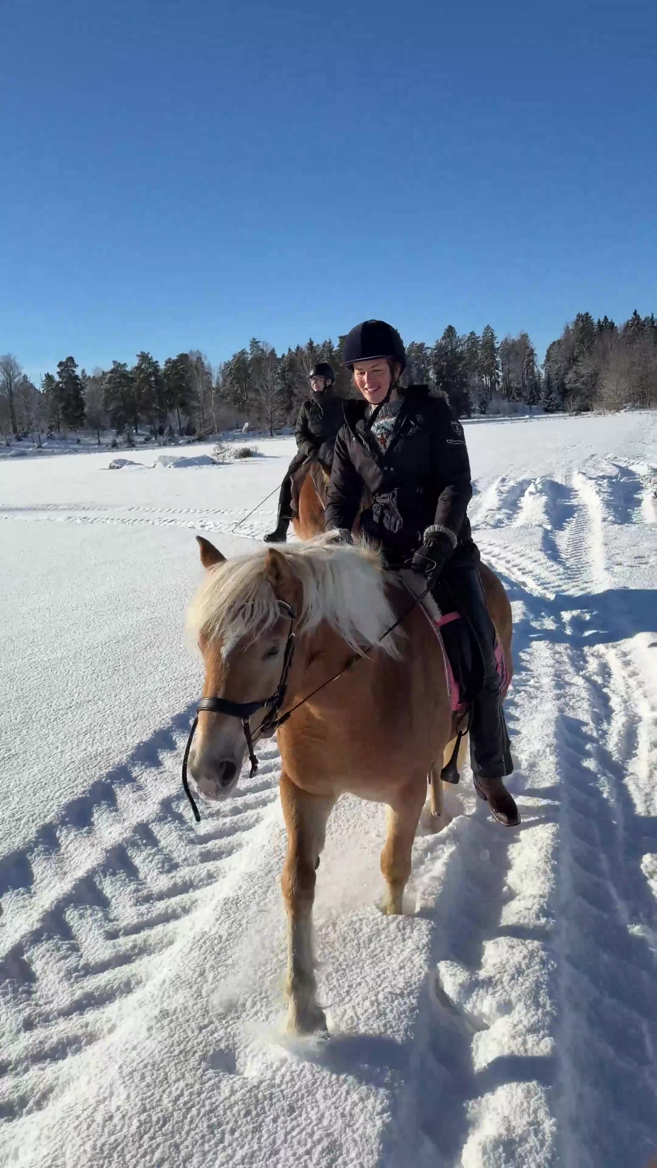 Allround hästar till salu: En på miljonen! Tjej att forma själv  - Video 3