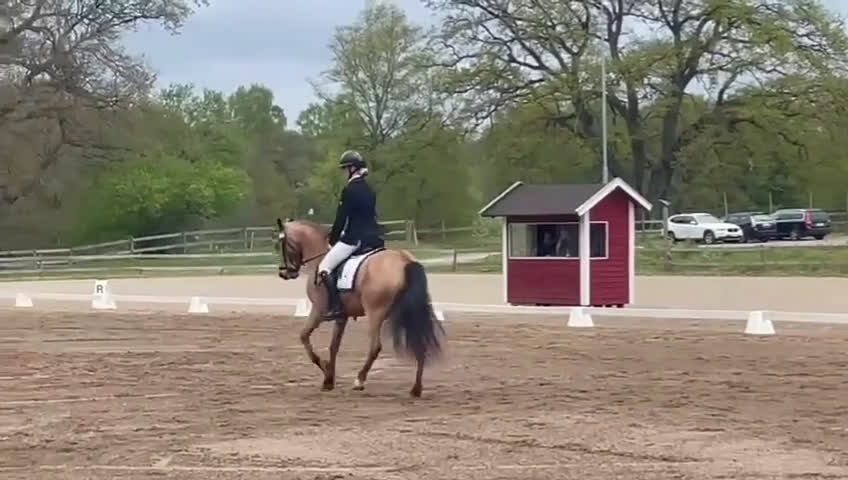 Dressyr hästar till salu: Topponny oavsett disciplin i Åhus - Video 1