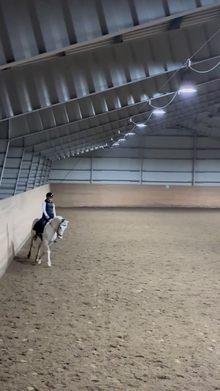 Allround hästar till salu: Maxad D ponny som syns i mängden - Video 2