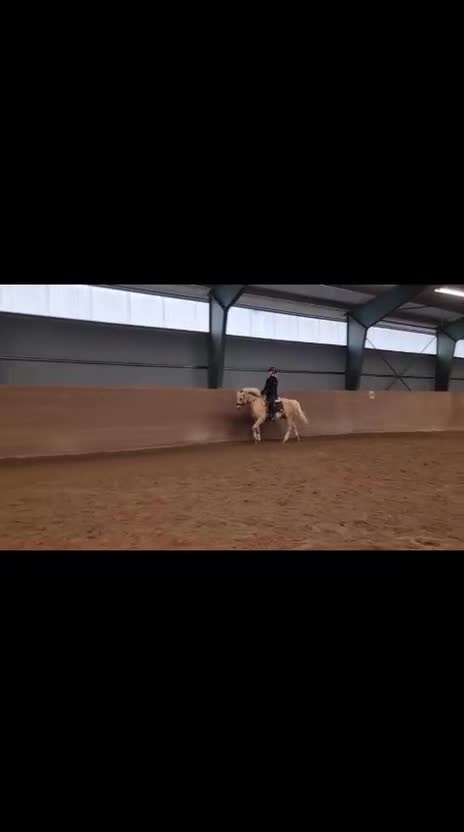 Allround hästar till salu: Valack med utstrålning! - Video 2