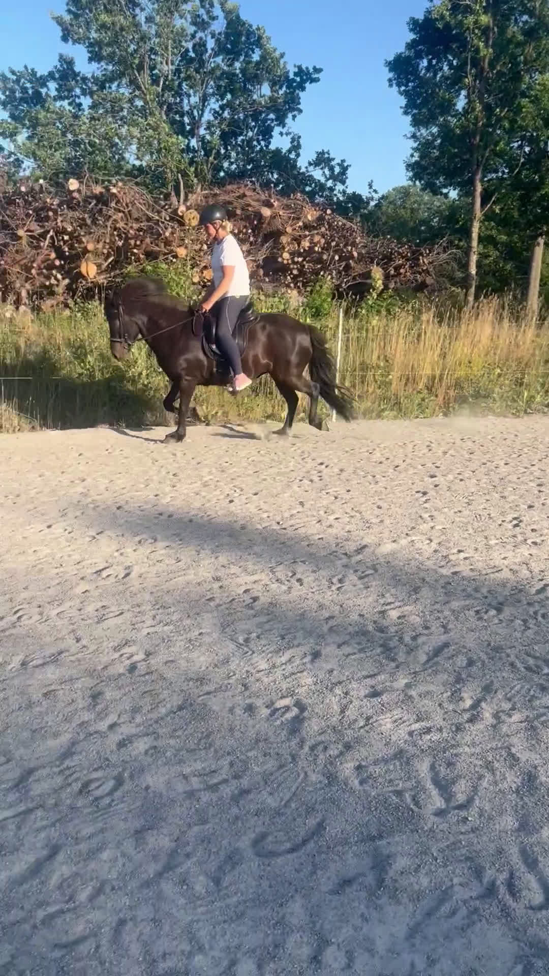 Island hästar till salu: Vackert lovande sto i Torsås - Video 3
