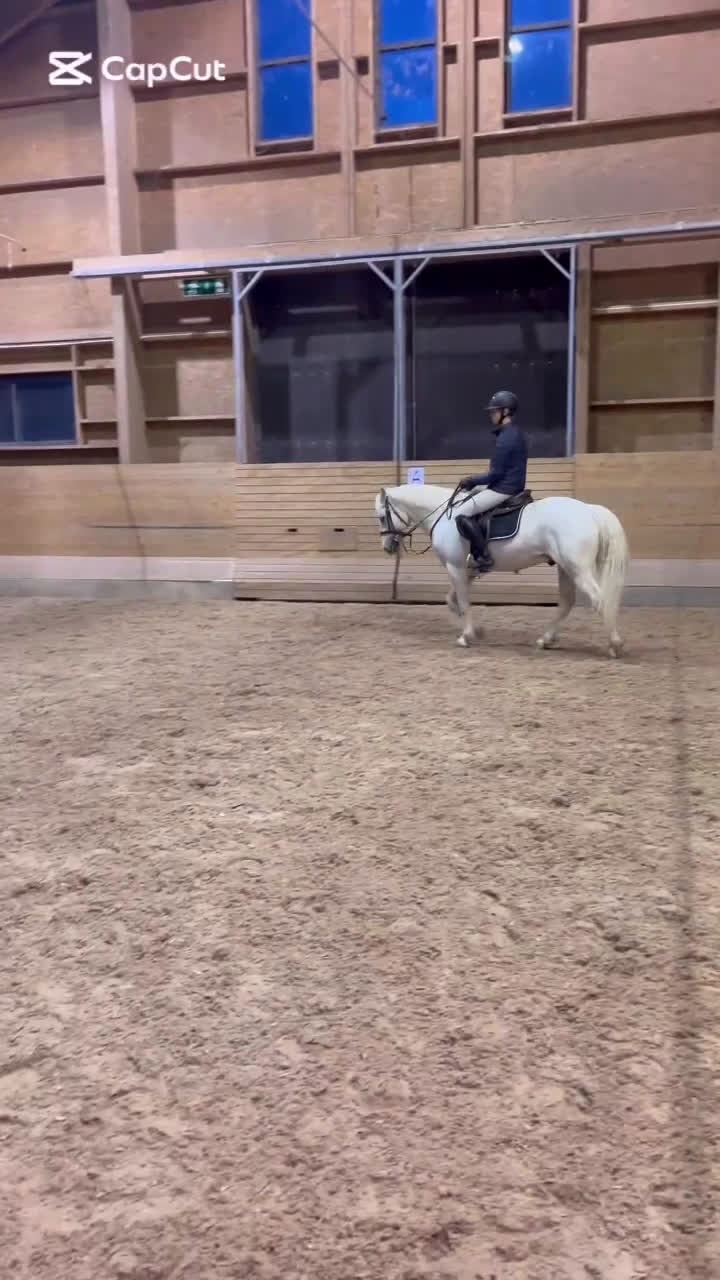 Allround hästar till salu: Connemara valack bytes till storhäst?  i Sollentuna - Video 1