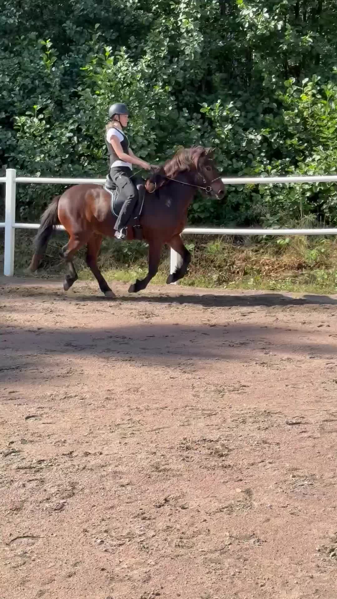 Island hästar till salu: Underbar arbetsvillig islandshäst söker aktivt hem - Video 4