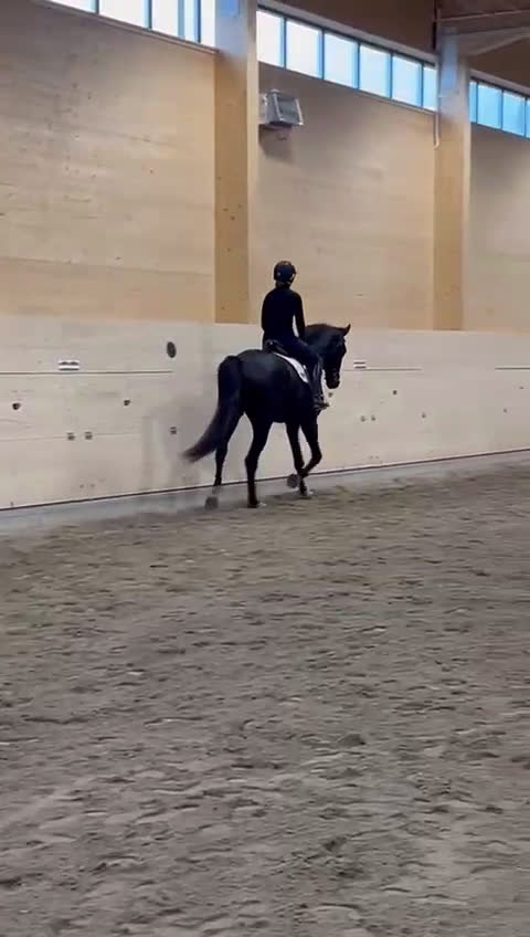 Dressyr hästar till salu: 4 årig dressyrvalack i Boden - Video 1