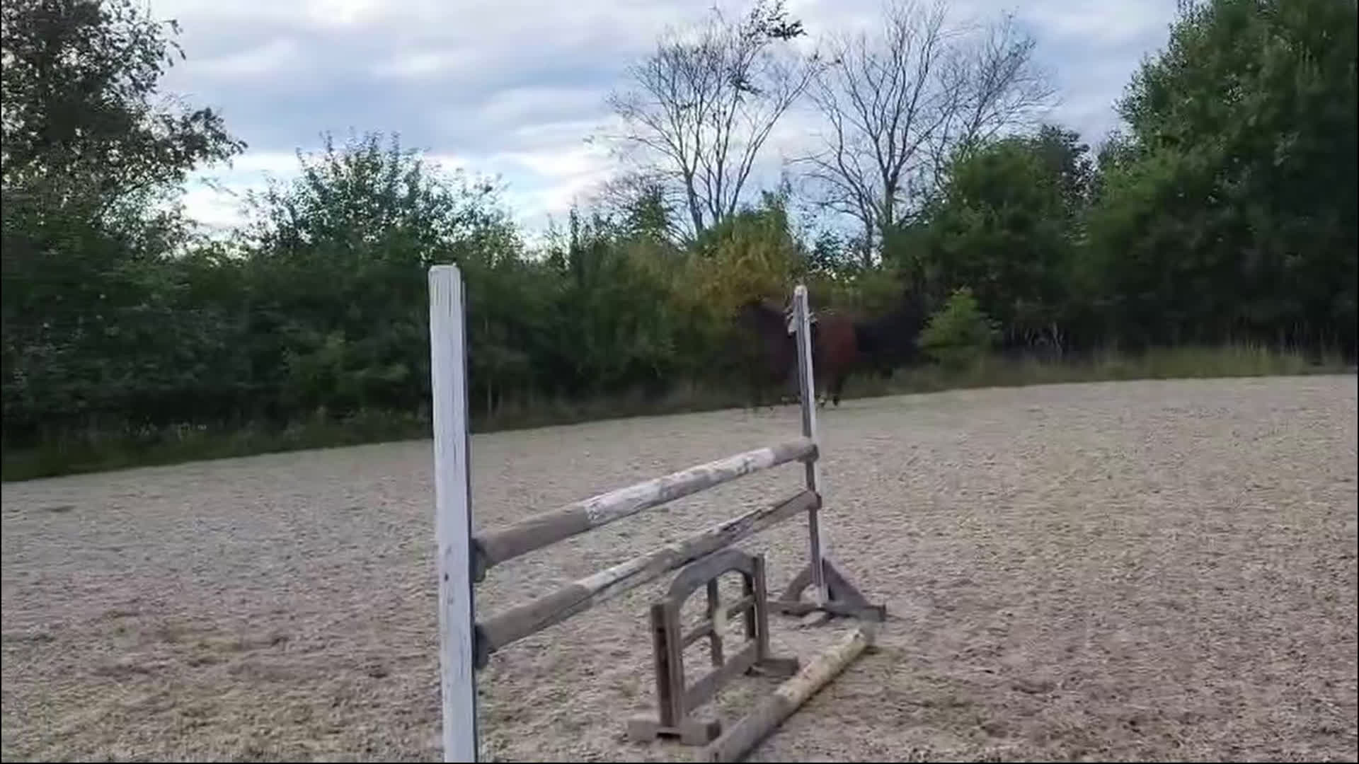 Hoppning hästar till salu: The perfect blend - showjumping power of dressage  i Helsinge kommun - Video 2