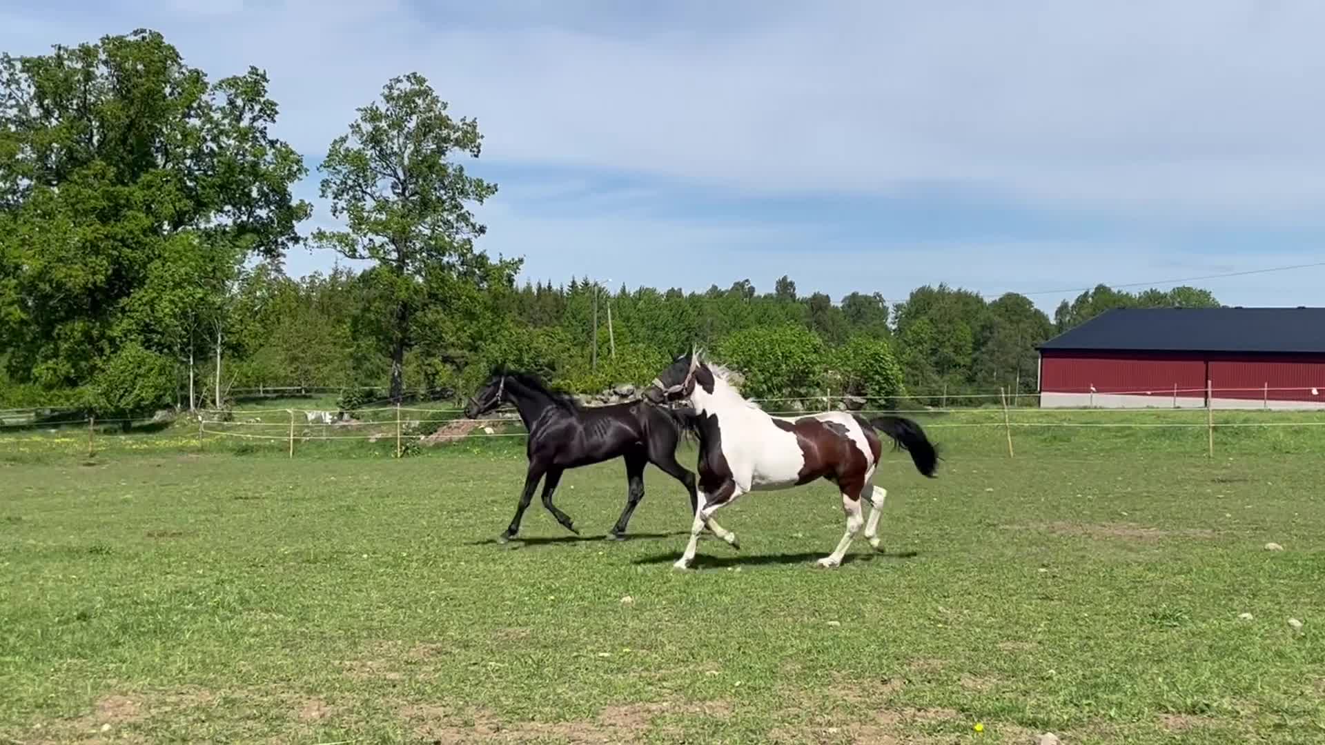 Avelshästar hästar till salu: Skäcksto med toppstam för avel - Video 2
