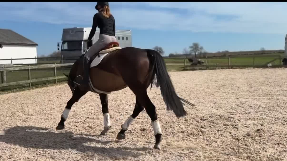 Allround hästar till salu: ⭐️EN TALANGFULL BÄSTA VÄN FÖR FRAMTIDEN⭐️ - Video 3