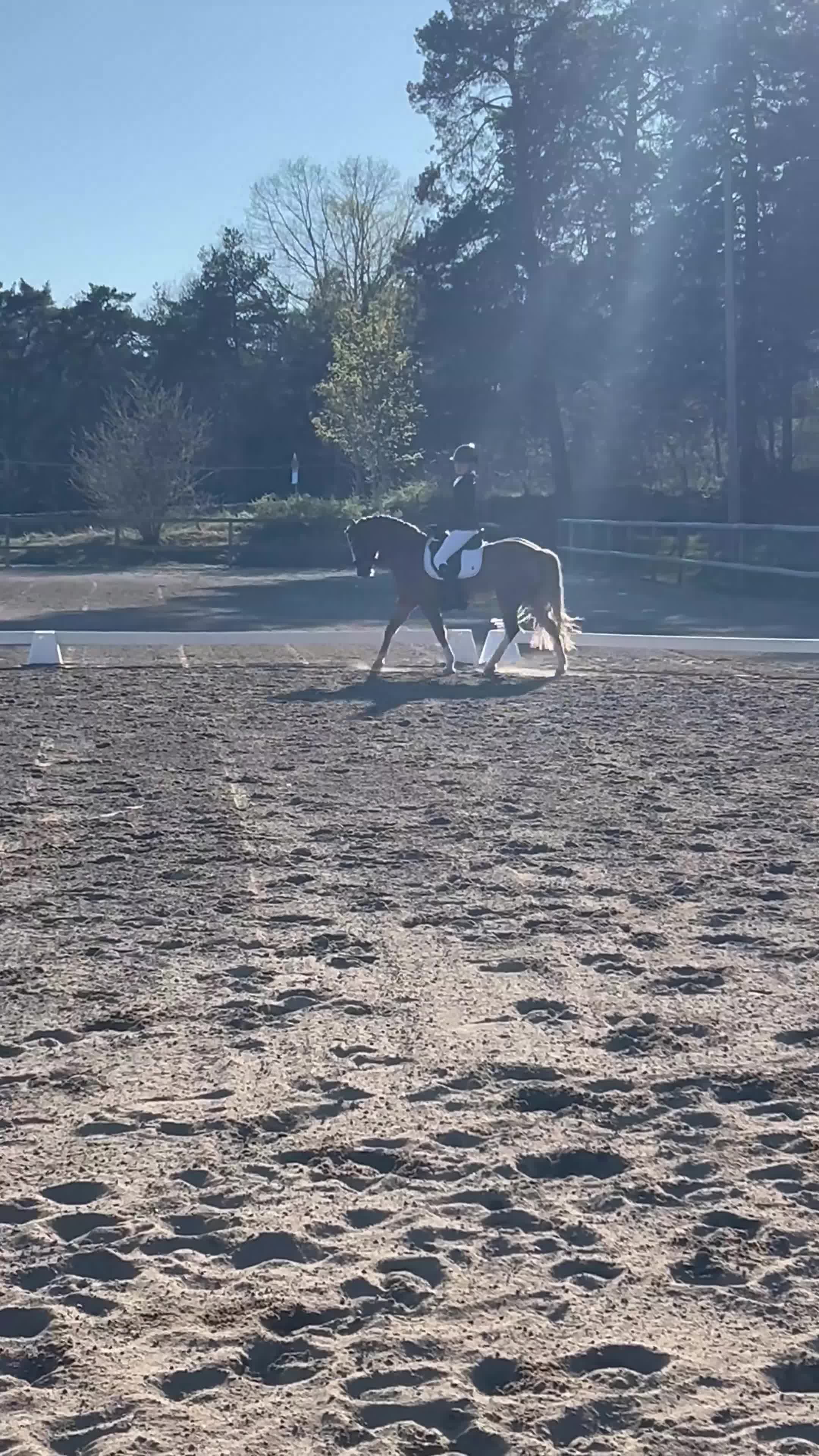 Allround hästar till salu: Vaken LÄROMÄSTARE i Eskilstuna - Video 2