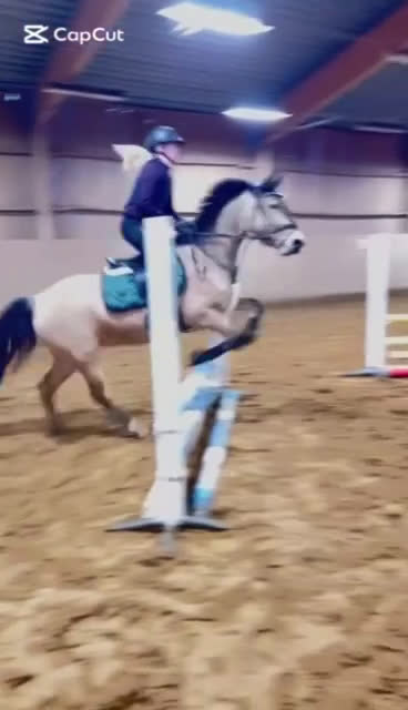 Hoppning hästar till salu: Munsboro Vienna - D-Ponny - Video 1