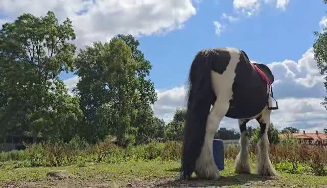 Allround hästar till salu: Tinkervalack i perfekt storlek i Unnaryd - Video 1