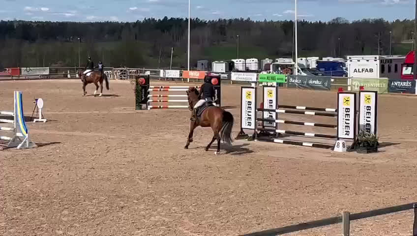 Hoppning hästar till salu: Sto med bra hoppkvalitet  - Video 5