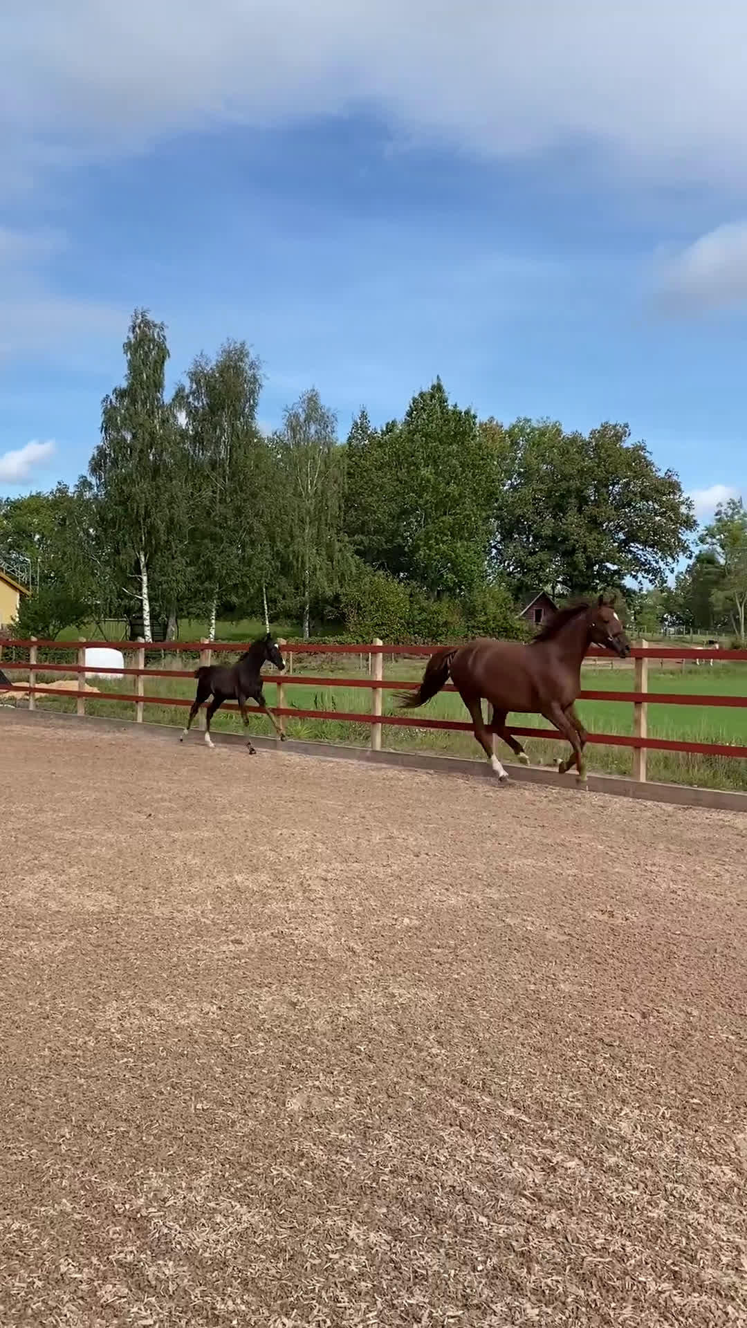 Dressyr hästar till salu: Otroligt vacker stoföl i Habo - Video 1