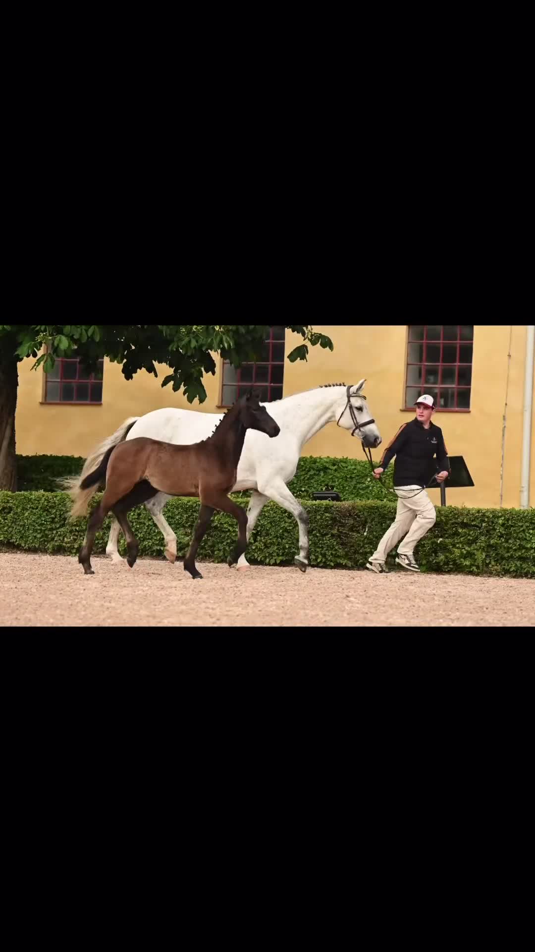 Dressyr hästar till salu: Framtidslöfte med toppstam 🍀 - Video 1