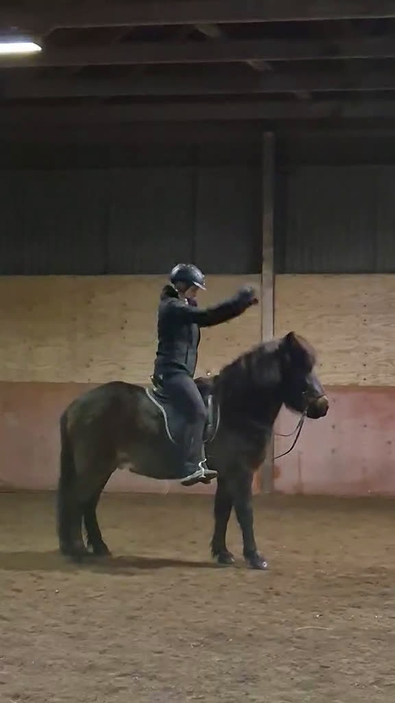 Island hästar till salu: Trevlig töltsäker valack  i Sollebrunn - Video 2