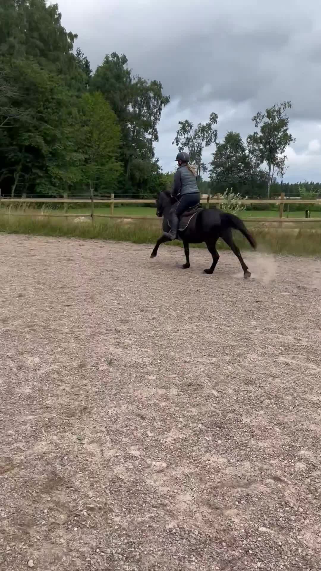 Allround hästar till salu: Verksamhet, körponny/skogsmulle  - Video 1