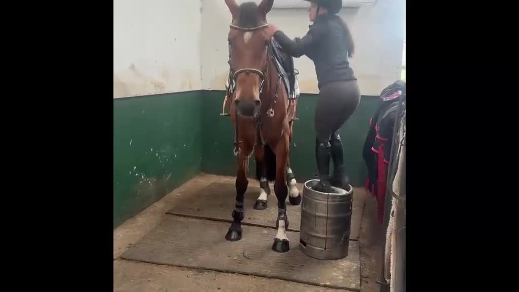 Hoppning hästar till salu: Fint Sto säljes som Projekt 🌷 - Video 1