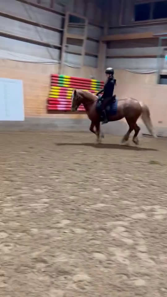  medryttarhäst sökes: Söker en kompis att utvecklas med!😍 - Video 2