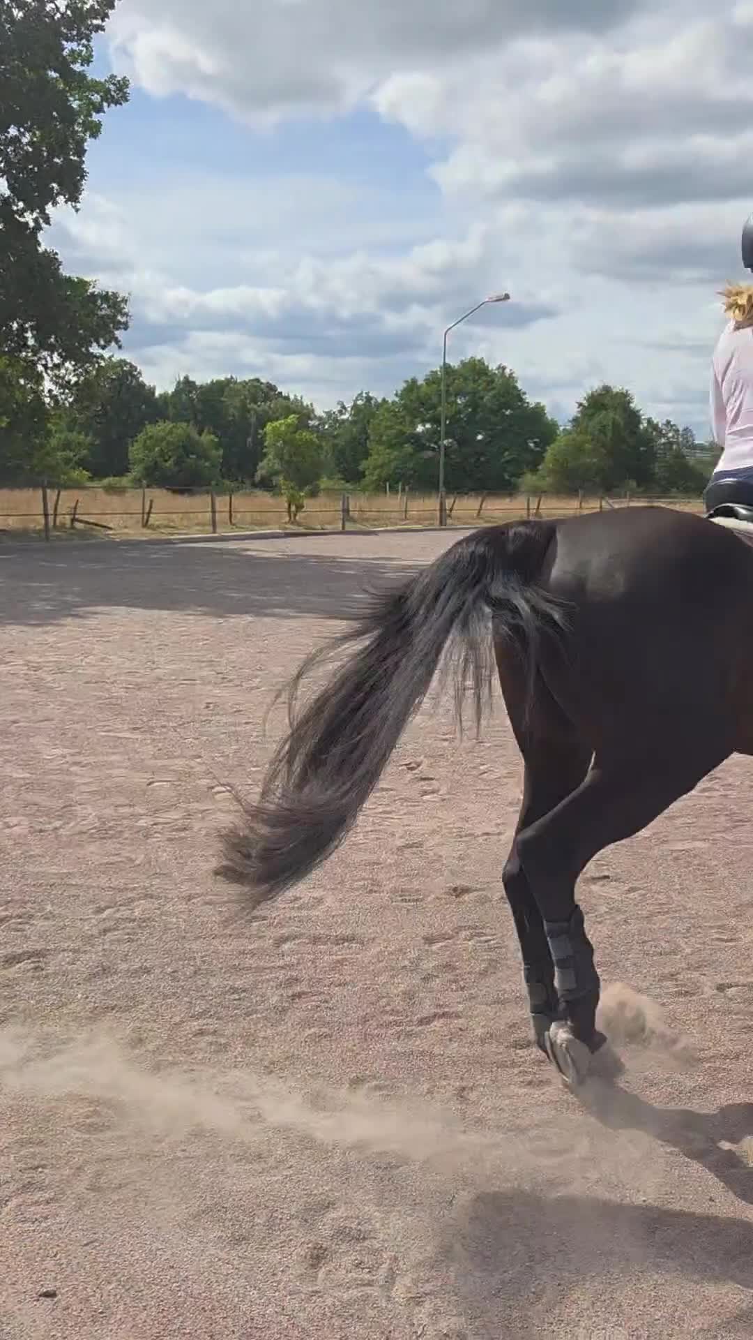 Allround hästar till salu: Lovande och arbetsvillig valack e. Mr Vain GJ!  i Boxholm - Video 2