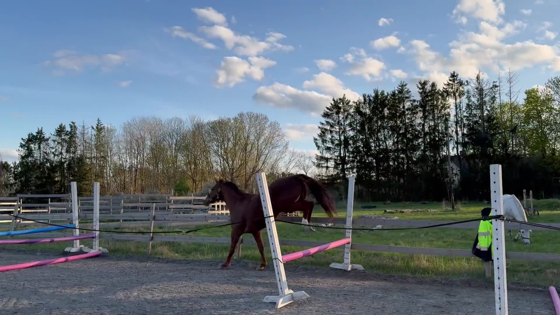 Avelshästar hästar till salu: Hoppstammat sto i Kisa - Video 1