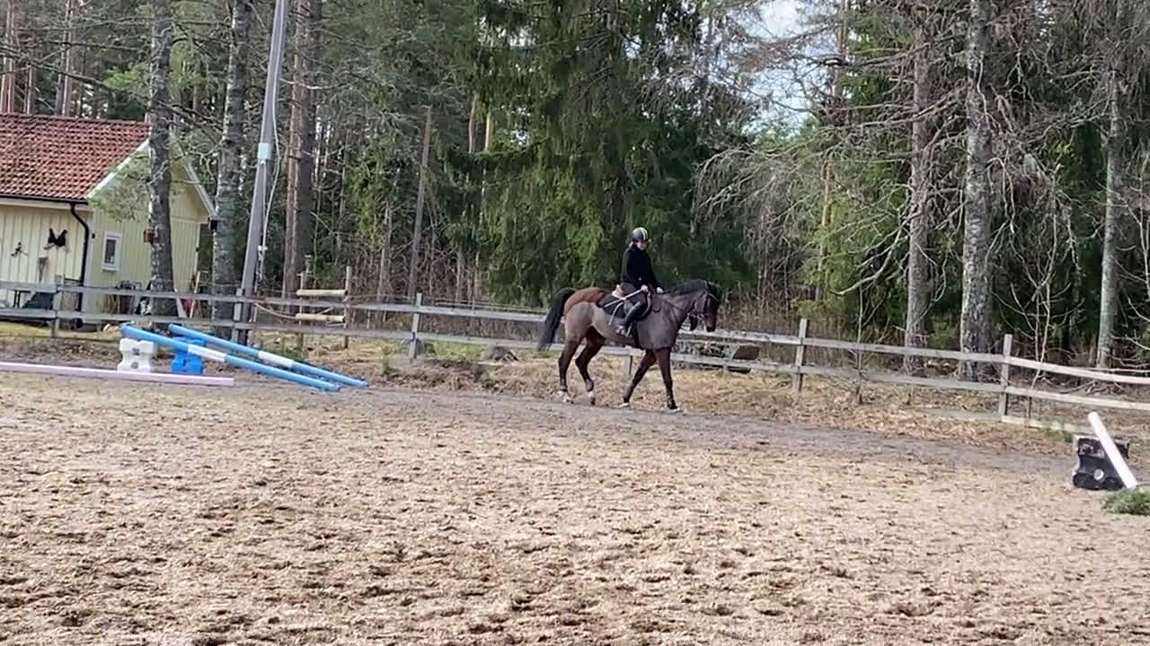 Hoppning hästar till salu: Fantastiskt fin tävlingshäst lättriden med scop - Video 3