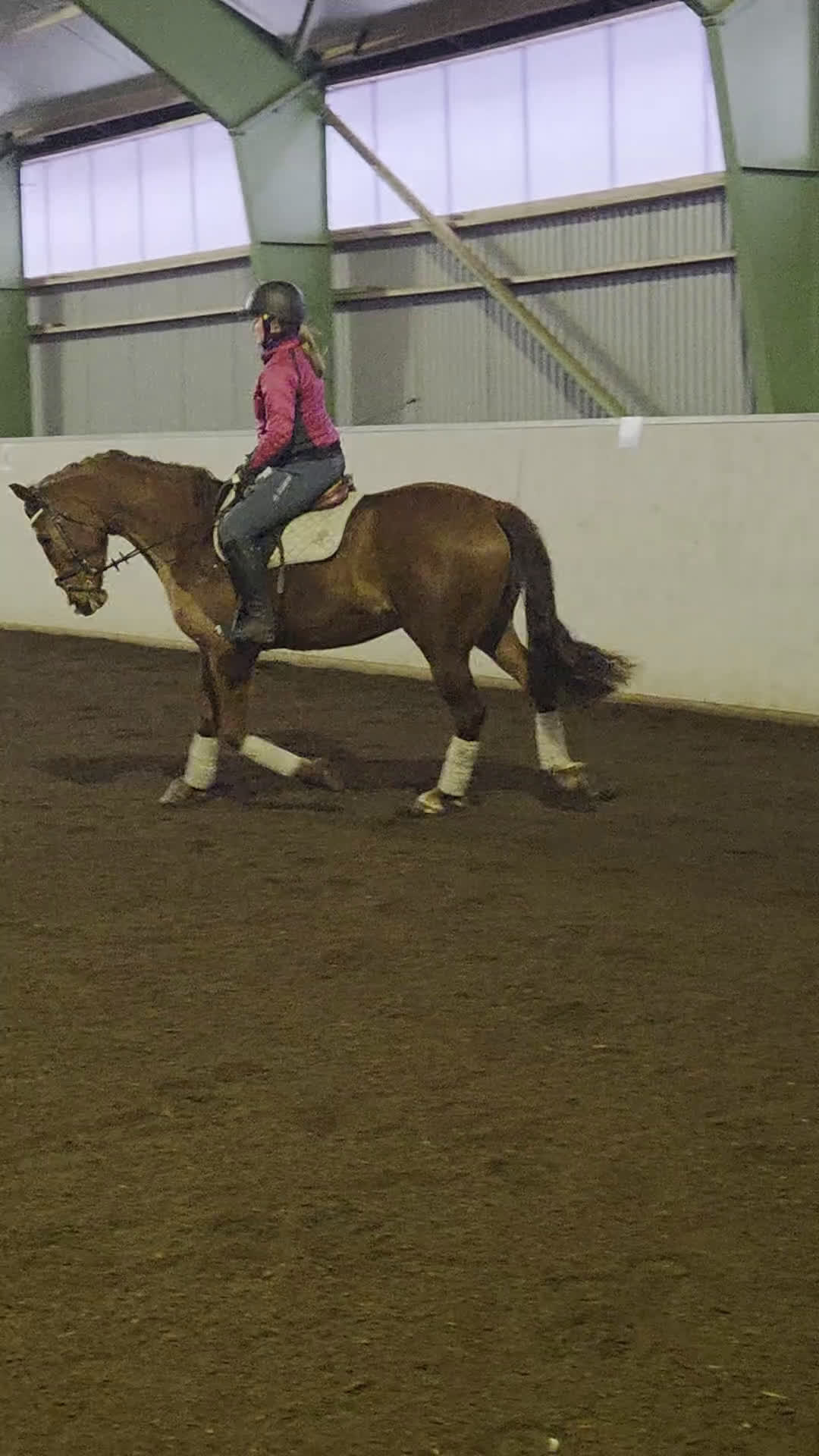 Allround hästar till salu: Svenskfödd val född 2022 - Video 4