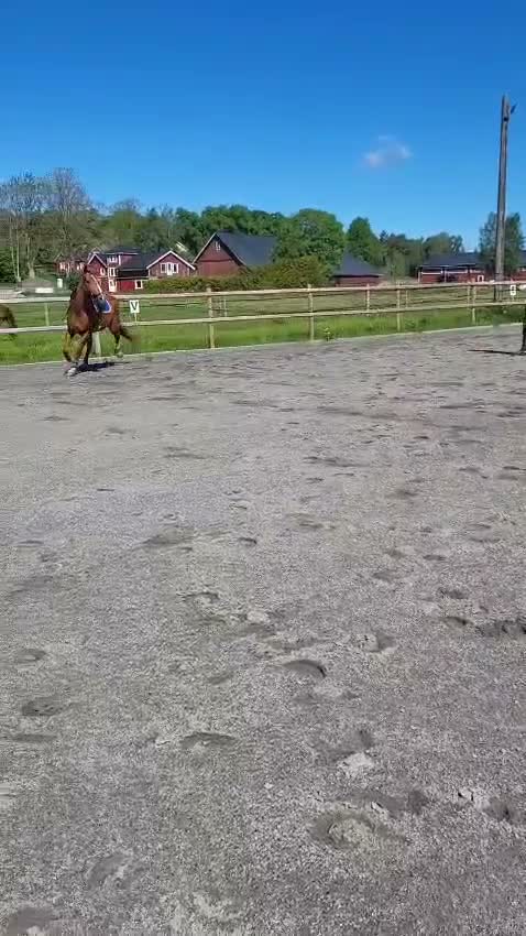 Övrigt hästar till salu: 7-årig valack söker hem som skogsmulle - Video 1
