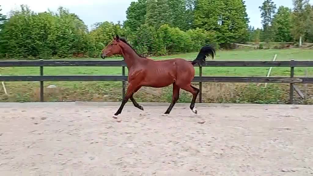 Allround hästar till salu: SWB val f 2024. Fint temperament och härlig gång! - Video 2