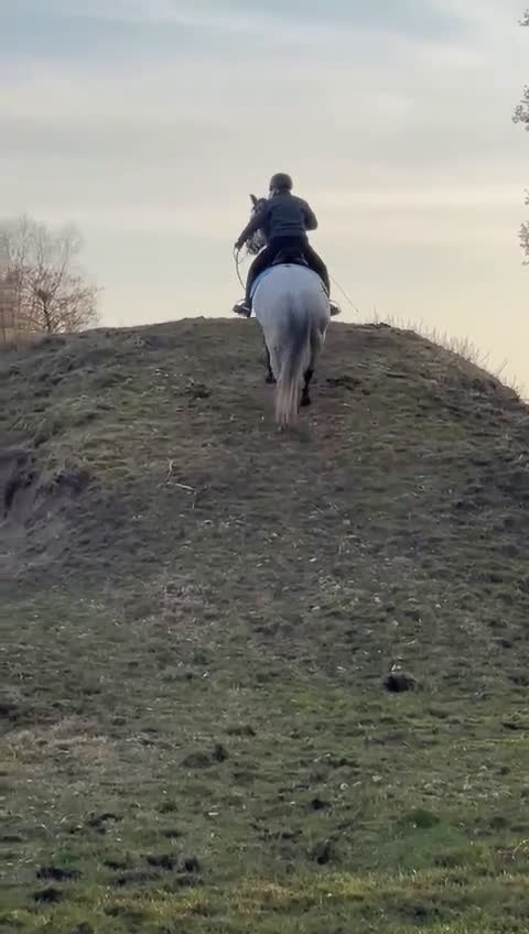 Dressyr hästar till salu: Vackert PRE sto för dressyr/avel - Video 3