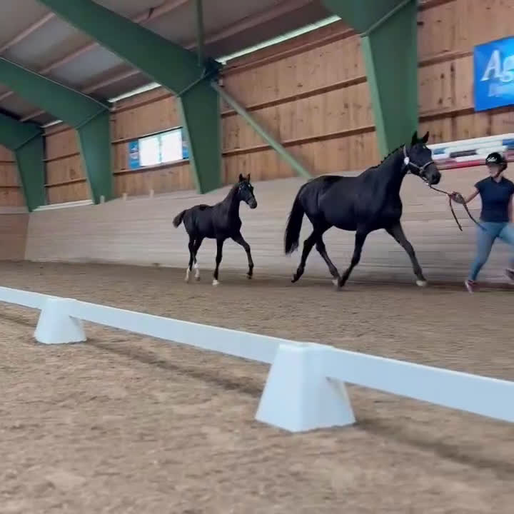 Dressyr hästar till salu: Blickfångare med guldtemperament  i Vedevåg - Video 1