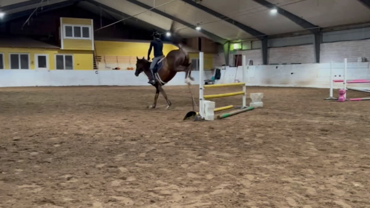 Hoppning hästar till salu: Swb sto för framtiden (Prissänkt!) - Video 1