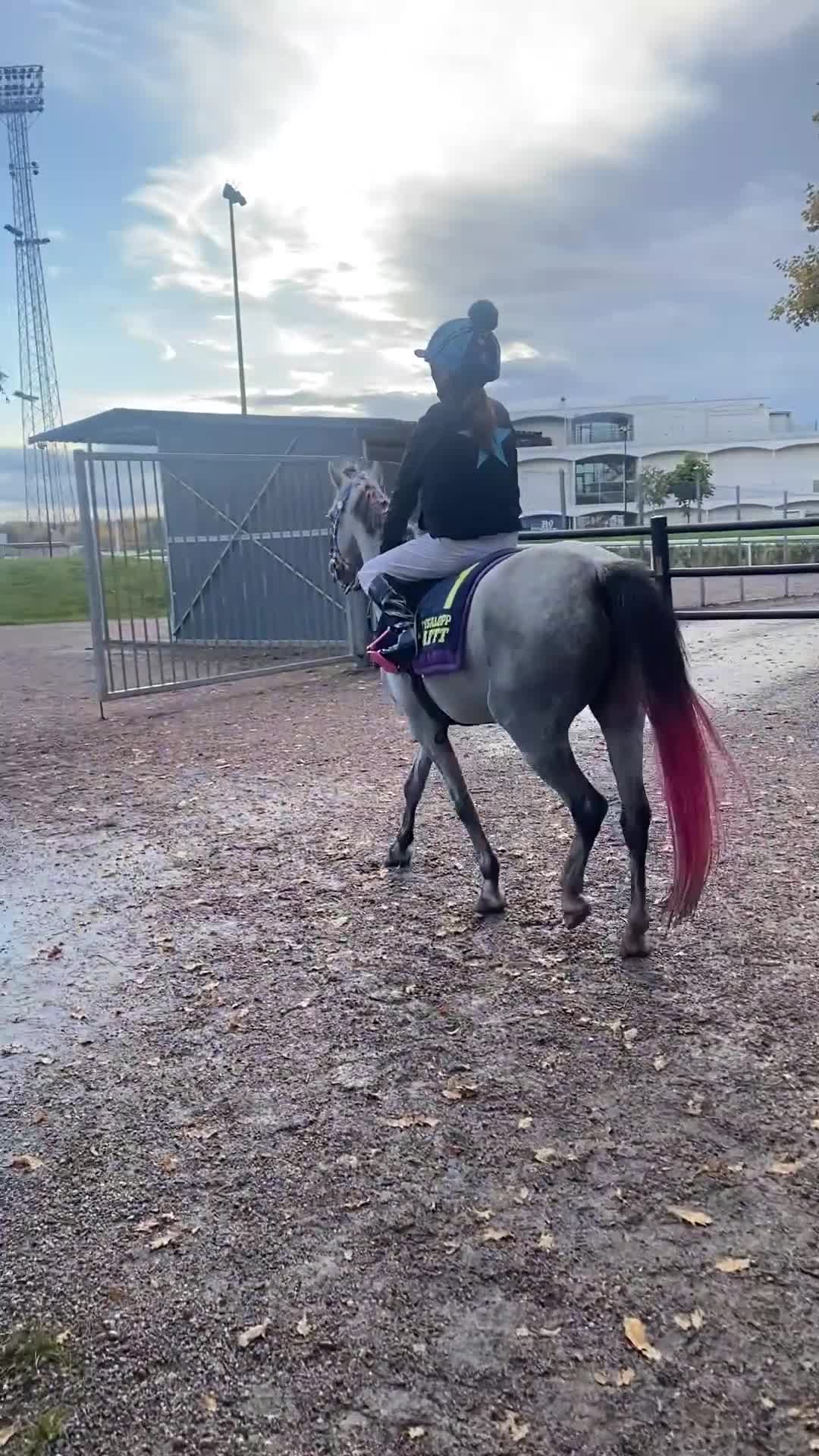 Galopp hästar till salu: Jättefin ponny för galoppbanorna  - Video 1