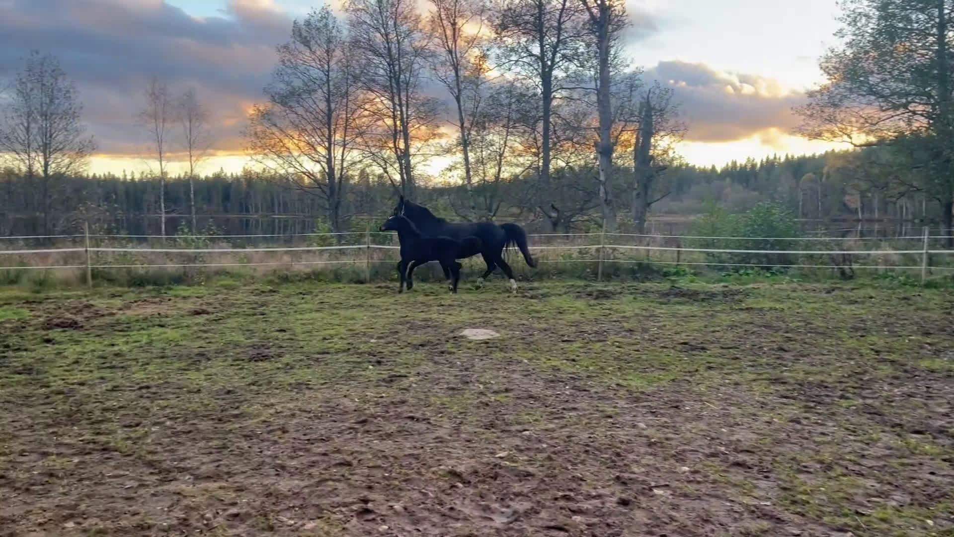 Hoppning hästar till salu: Snyggt & trevligt sto -25 med prestationsstam - Video 1