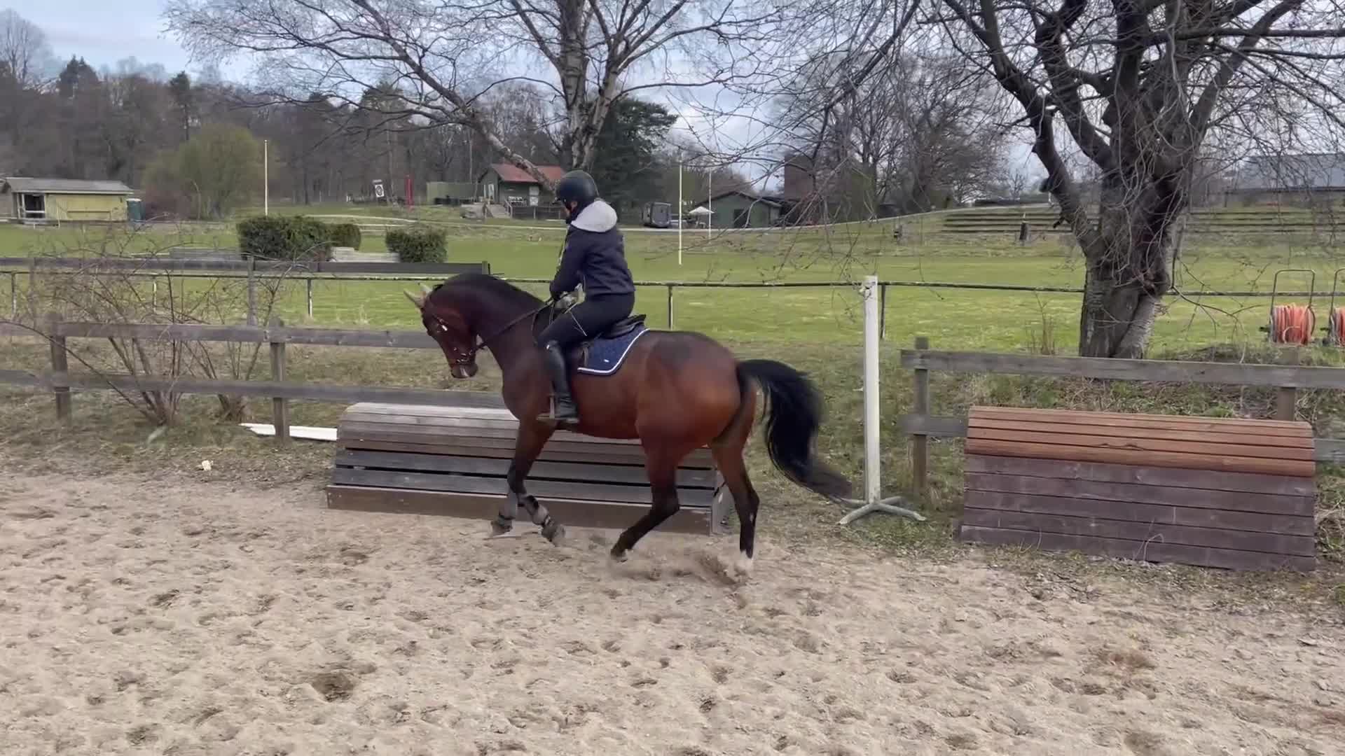 Allround hästar till salu: Trygg och rutinerad med lite nerv, drömhästen! - Video 3