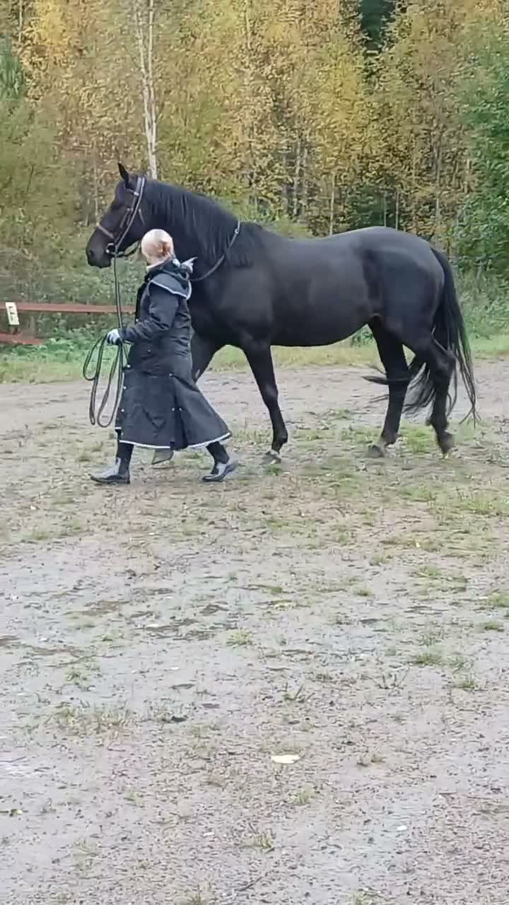 Allround hästar till salu: Resligt sto stam Don Frederico- Donnerhall - Video 2