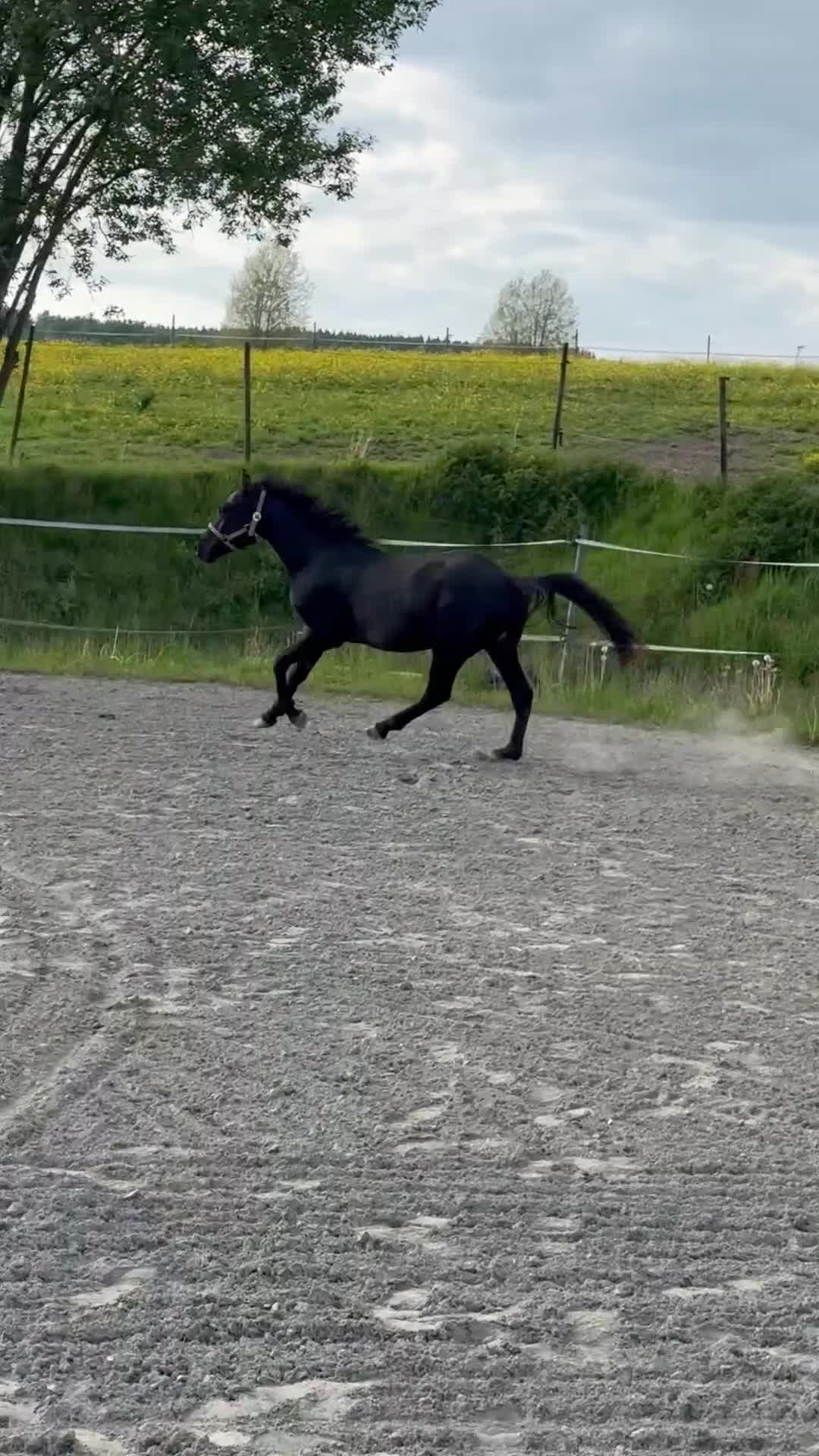 Hoppning hästar till salu: Lovande ungponnyer! - Video 3