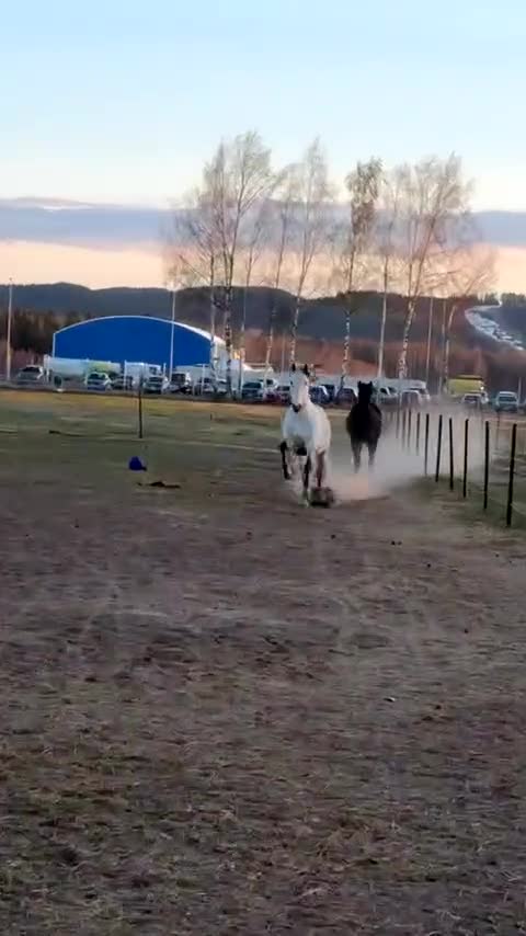 Allround hästar till salu: Superfin PRE valack  - Video 1
