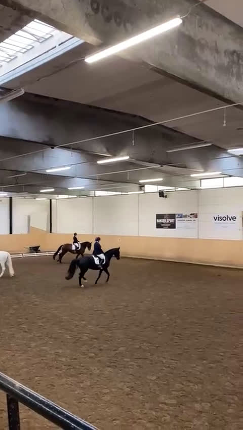 Avelshästar hästar till salu: Snyggt dressyrsto - Video 1