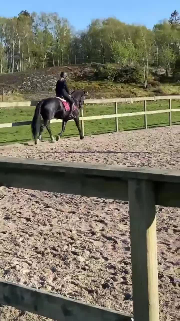 Allround hästar till salu: Vacker welsh cob ⭐️ i Göteborg - Video 2