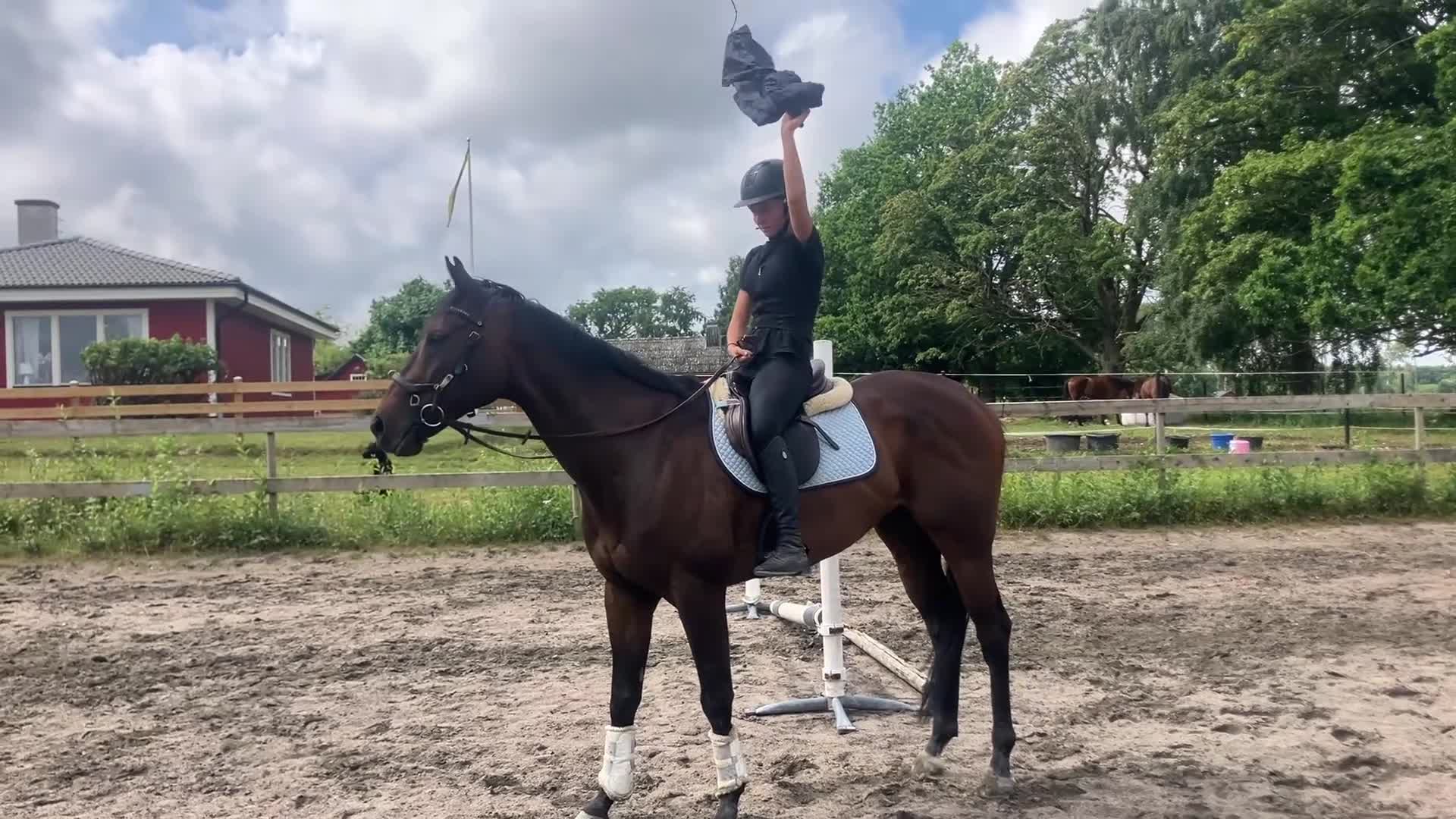 Allround hästar till salu: Snäll okomplicerad kille  - Video 1