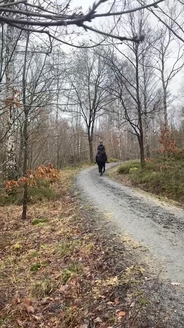Allround hästar till salu: Vacker welsh cob ⭐️ i Göteborg - Video 3