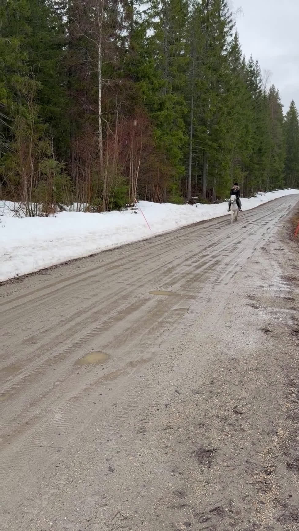Allround hästar till salu: Barnkär genomsnäll valack f-11 - Video 1