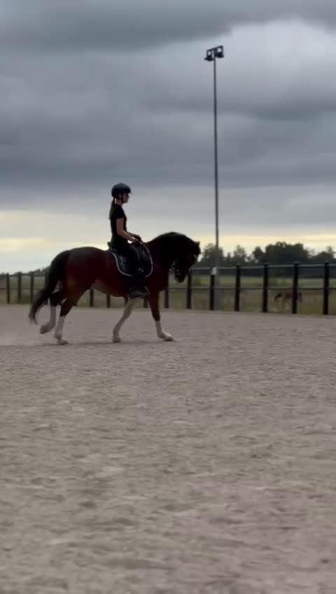 Dressyr hästar till salu: Ponny med fantastiska kvaliteter i Enköping - Video 1