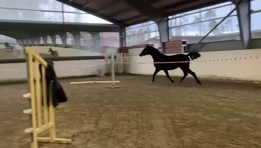 Fälttävlan hästar till salu: 3-åring med fin stam och fälttävlanspotential i Enköping - Video 1